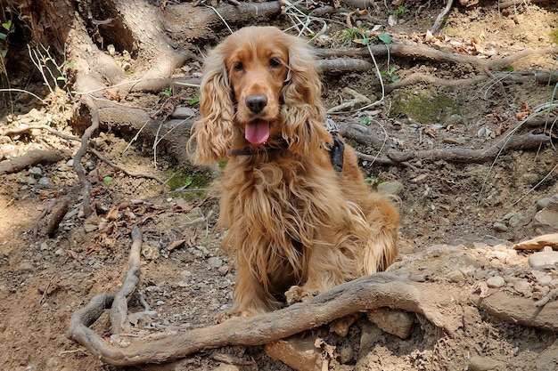 Cocker spaniel portrait looking at you