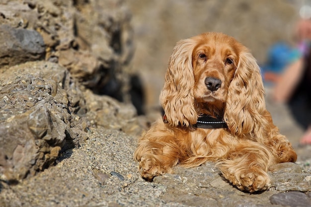 Cocker spaniel portrait looking at you