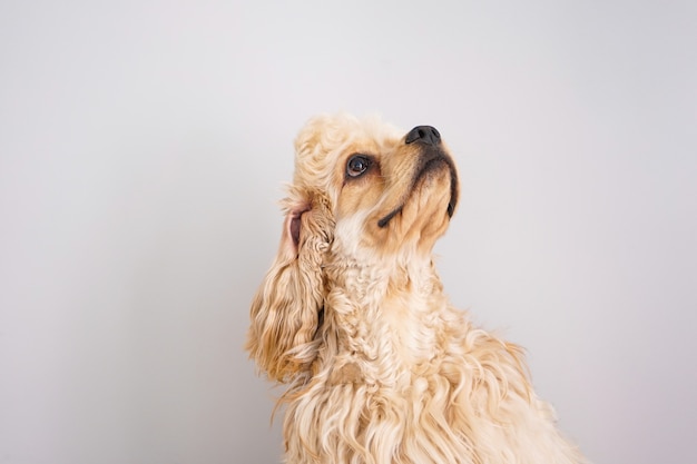 Cocker spaniel puppy looking up on gray background.