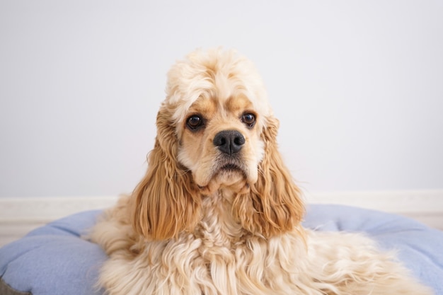 Cocker Spaniel puppy resting on his new dog bed on a grey