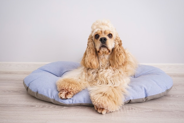 Cocker Spaniel puppy resting on his new dog bed.