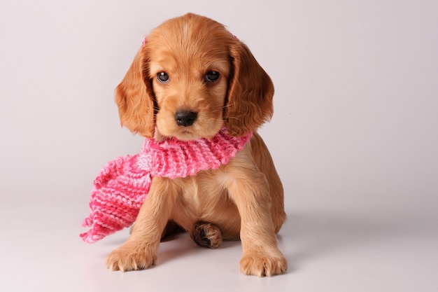 Cocker spaniel puppy with scarf