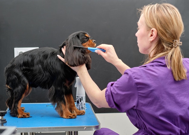 A cocker spaniel stands on a table while being groomed by a woman