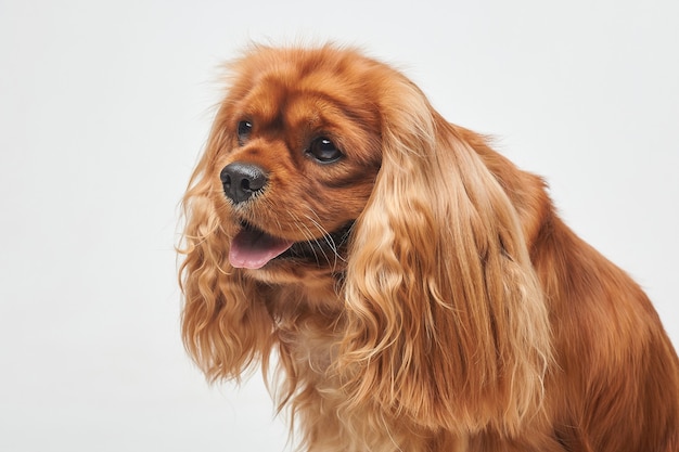 Cocker Spaniel in the Studio