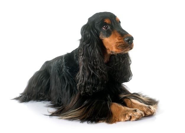 Cocker spaniel