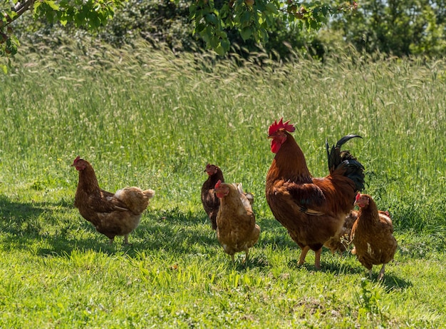 Cockerel and hens by the side of country road in Croatia looking for food