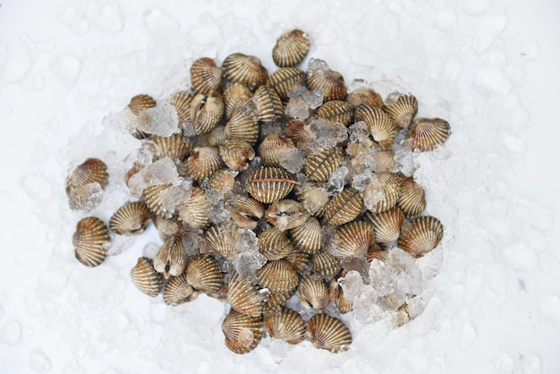 Cockles on ice background, Fresh raw shellfish blood cockle ocean gourmet seafood in the restaurant or market