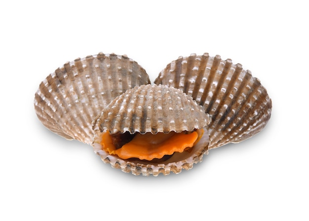 Cockles seafood