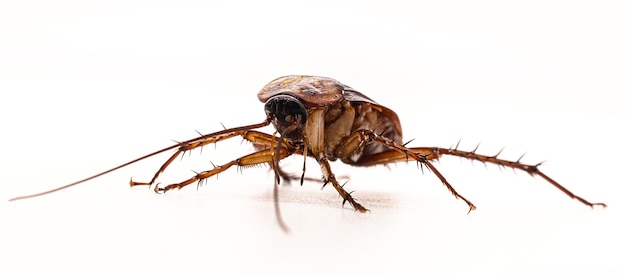 cockroach on isolated white background American cockroach red macro photo