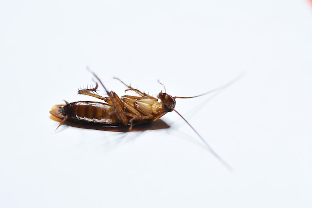 cockroach isolated on white background