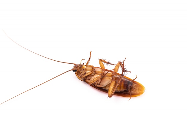 Cockroach isolated on white background