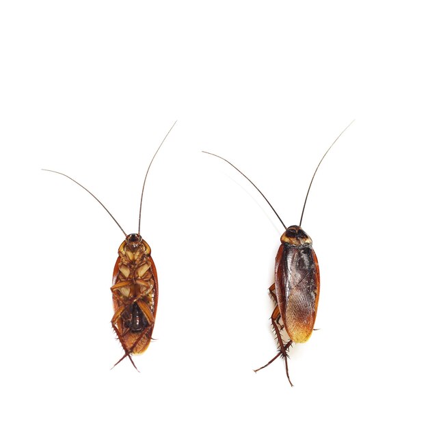 Cockroach on a white background