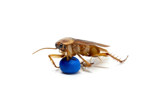 Cockroach on white background