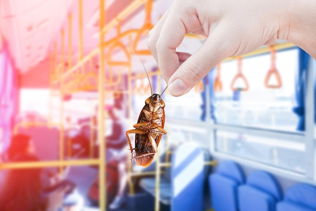 cockroach with inside Public bus eliminate cockroach  vehicle building apartment house Cockroaches