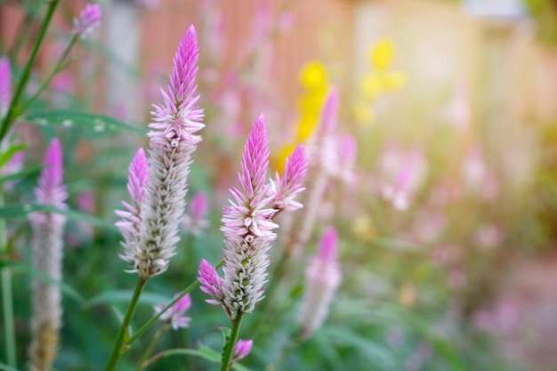 Cockscomb flower Beautiful pink celosia flamingo feather flowers for Background or Wallpaper