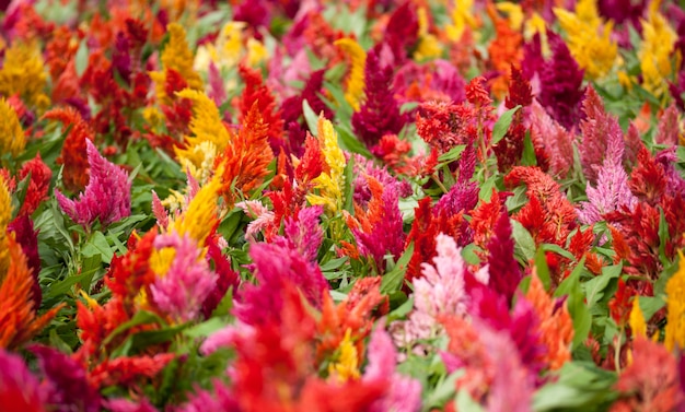 Cockscomb flowers