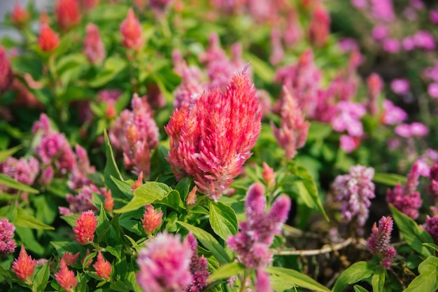 Cockscomb Pembe Veya Celosia Delicate pink fluffy flowers on a flower bed Flowers are like feathers Garden decoration