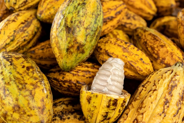 Cocoa beans and cocoa pod on a wooden surface.