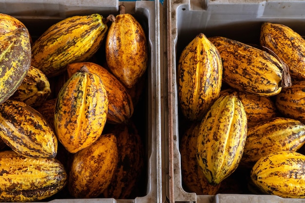 Cocoa beans and cocoa pod on a wooden surface.