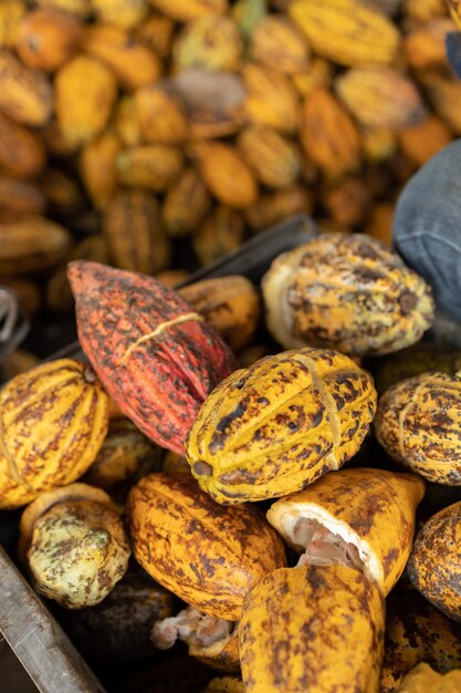 Cocoa beans and cocoa pod on a wooden surface