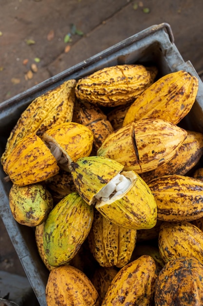 Cocoa beans and cocoa pod on a wooden surface