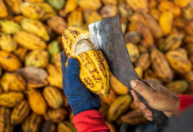 Cocoa beans and cocoa pod on a wooden surface