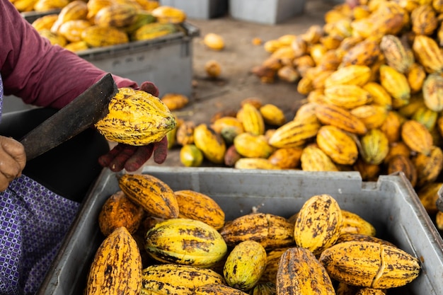 Cocoa beans and cocoa pod on a wooden surface