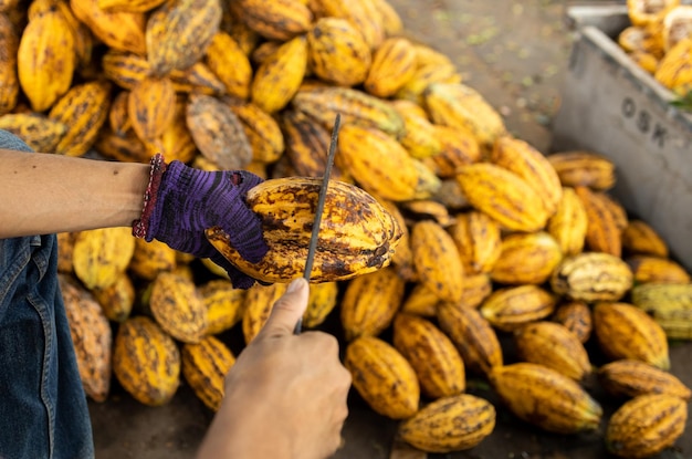 Cocoa beans and cocoa pod on a wooden surface