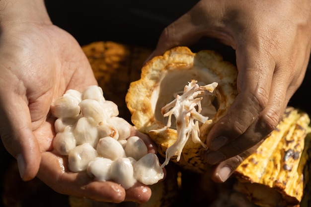 Cocoa beans and cocoa pod on a wooden surface