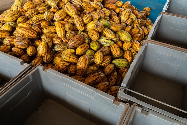 Cocoa beans and cocoa pod