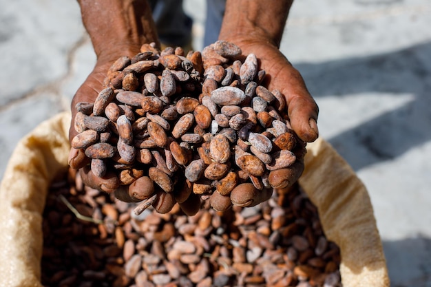 Cocoa beans in the hands of a farmer on the background of bags