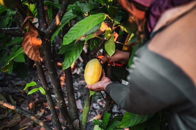 Cocoa farmer use pruning shears to cut the cocoa pods or fruit ripe yellow cacao from the cacao tree