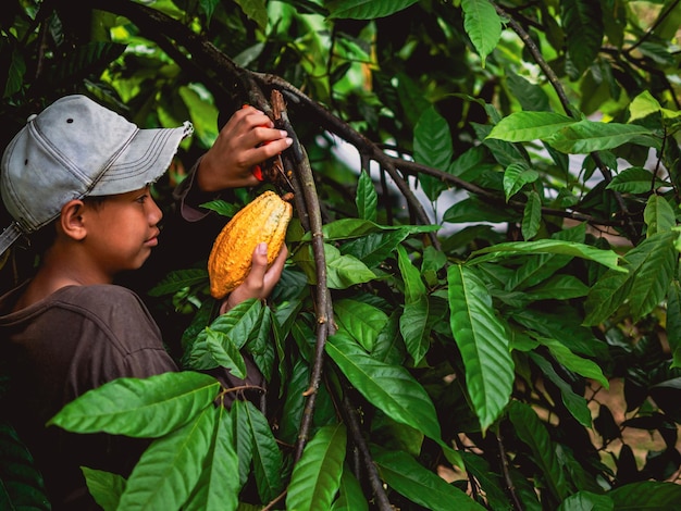 Cocoa farmer use pruning shears to cut the cocoa pods or fruit ripe yellow cacao from the cacao tree