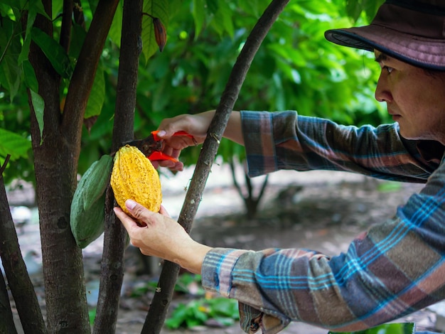 Cocoa farmer use pruning shears to cut the cocoa pods or fruit ripe yellow cacao from the cacao tree