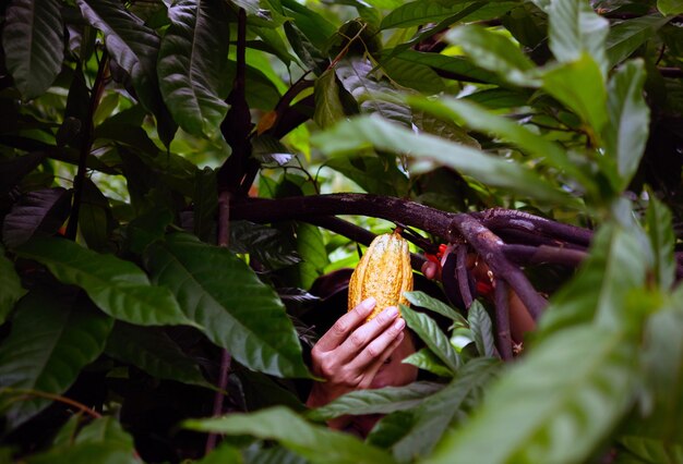 Photo cocoa farmer use pruning shears to cut the cocoa pods or fruit ripe yellow cacao from the cacao tree