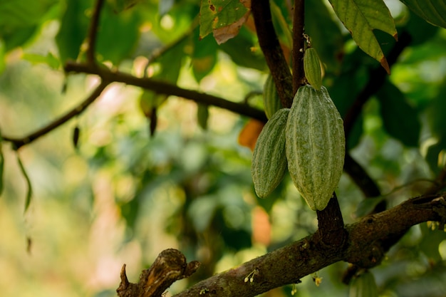 Cocoa fruit hanging on the tree