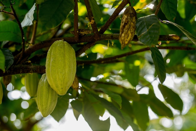 Cocoa fruit in the tree