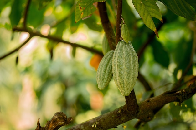 Cocoa fruit in the tree