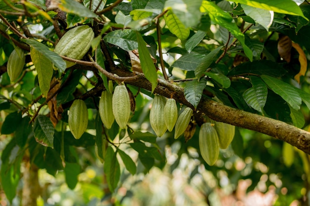 Cocoa fruit in the tree