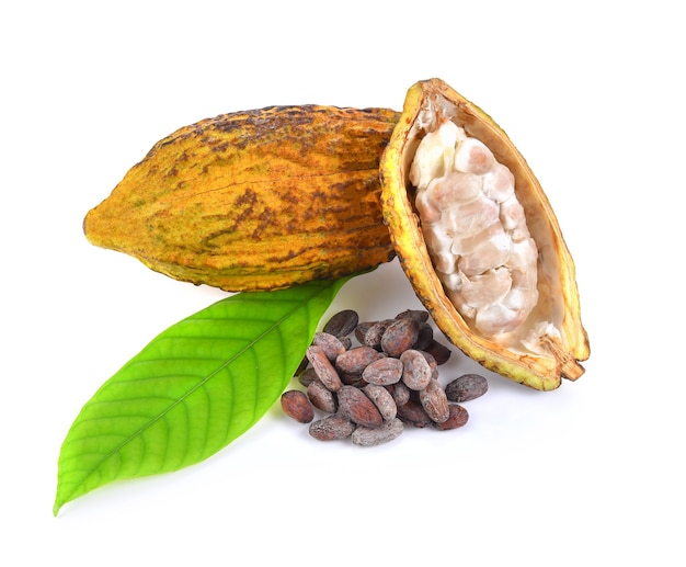 Cocoa fruits isolated on white background