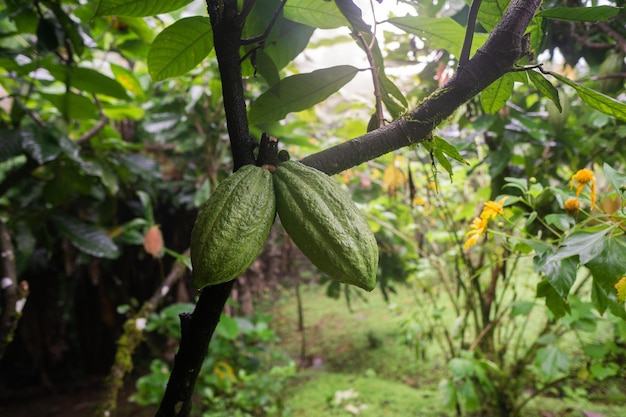 Cocoa plant