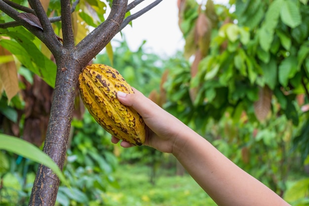 Cocoa pods and fresh cocoa in the hands of cocoa farmers.