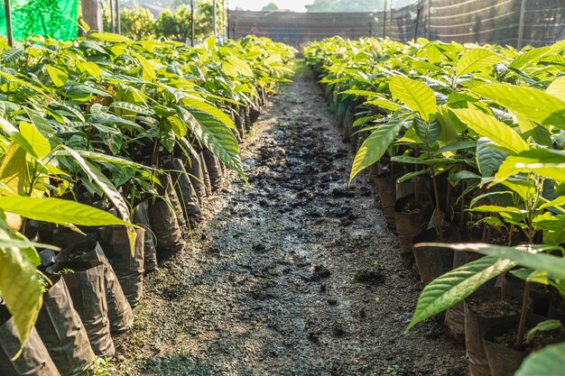 Cocoa seedlings growing on the farm