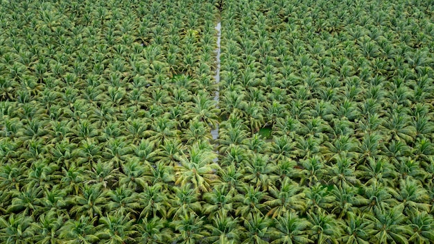 Coconut agricultural fields plantation green color in a row and water high angle view photograph from drone