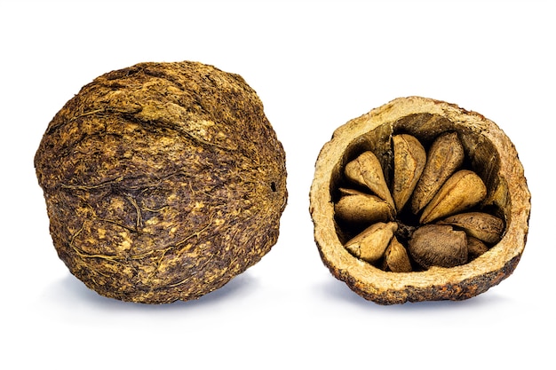 coconut from Brazil nut with shell on white background, common walnut from south america