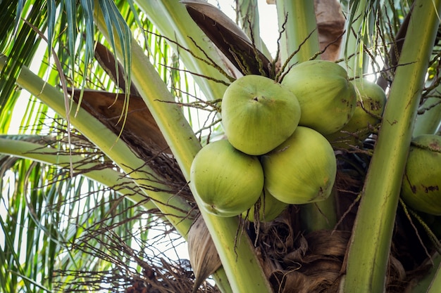 coconut fruit on tree