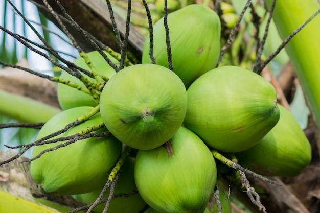 Coconut green ball used to make many delicious snacks or food.