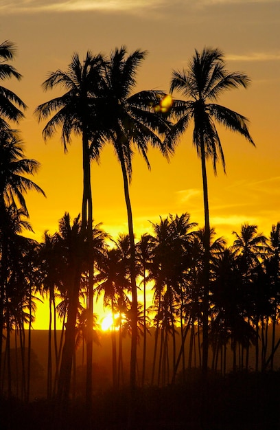 Coconut grove in silhouette at sunset Paraiba Brazil