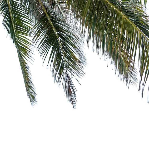 Coconut leaf isolated on white background with clipping path