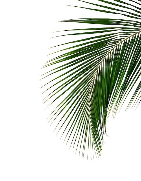 Coconut palm leaf isolated on white background